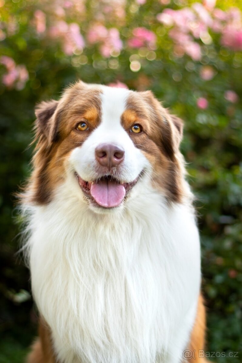 Australsky ovciak - Krytie, PP - 3