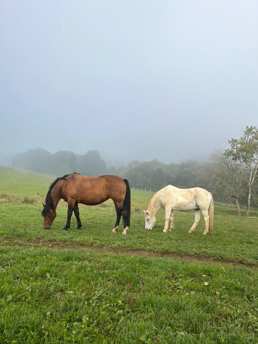 kobyla ČT/hucul - 3