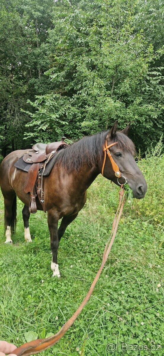 Hledám jezdce pro kobylku v okolí Brna - 3
