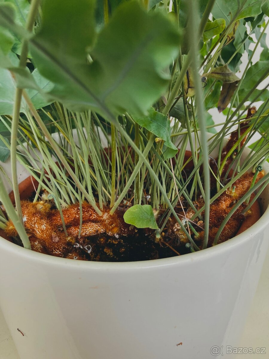 Živá rostlina Tečkovka, Phlebodium Aureum - 3