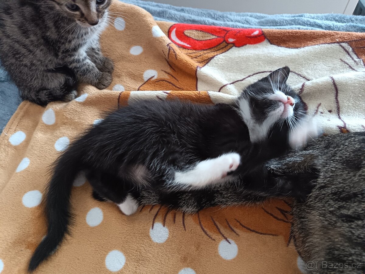 Koťata - 3