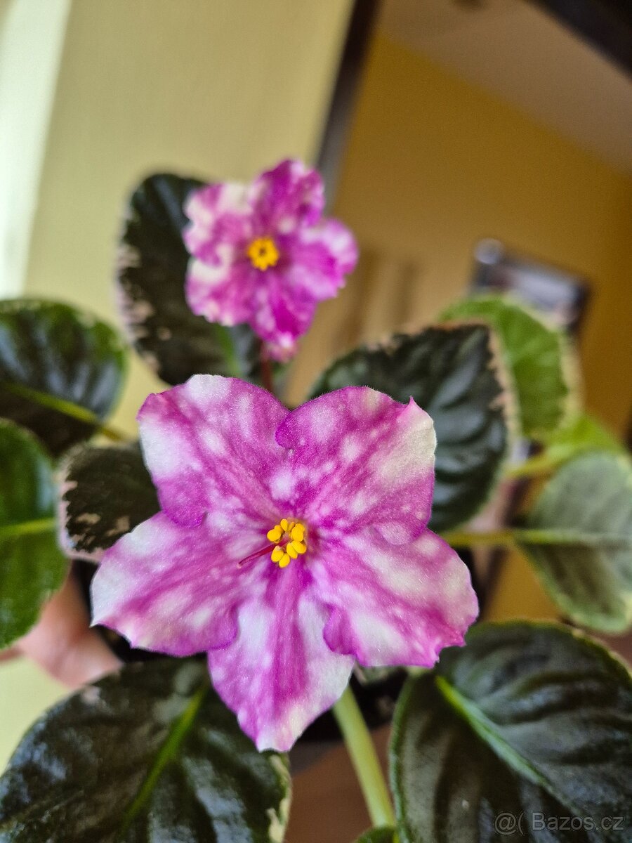 Africké fialky - Saintpaulia - 3
