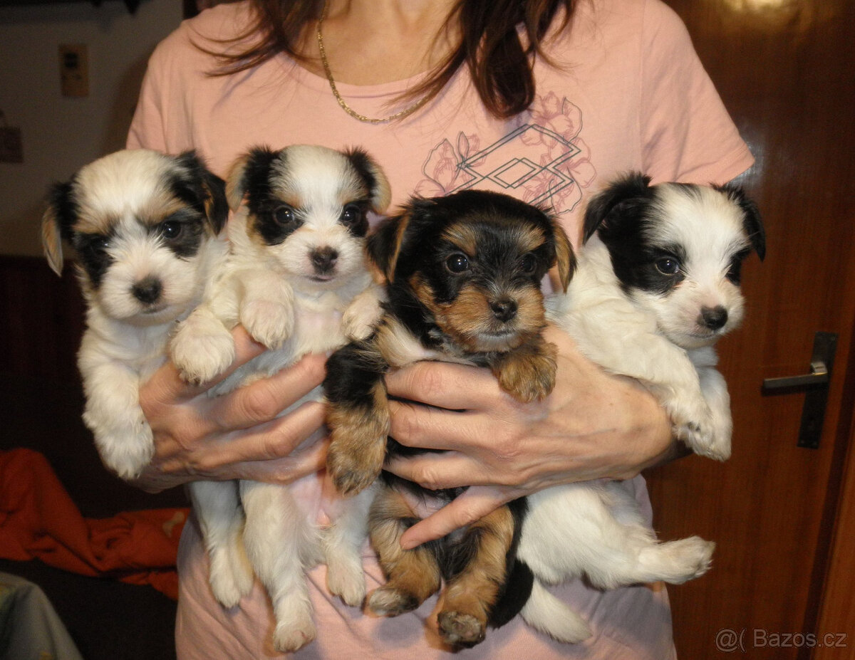 Jorkšírský teriér - 3