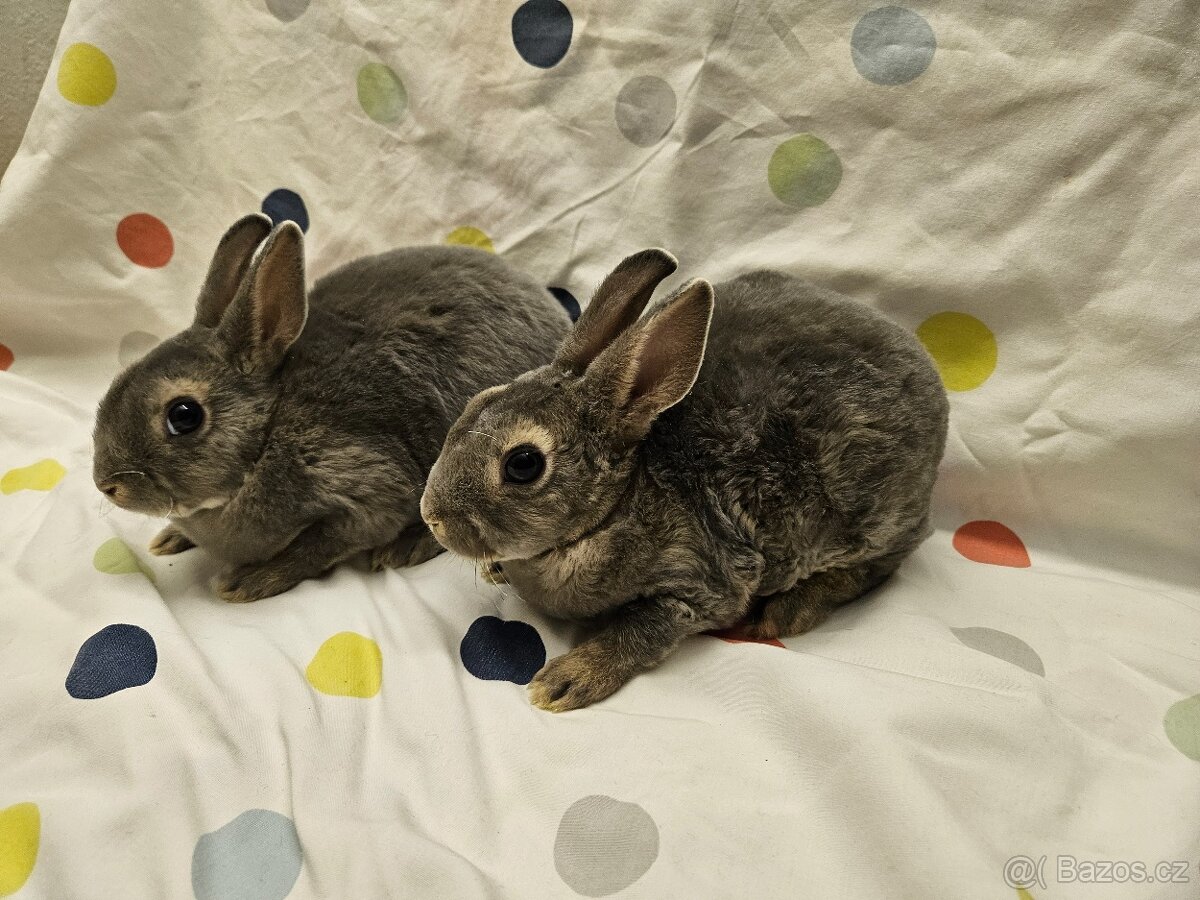 Zakrslý králíček - 3