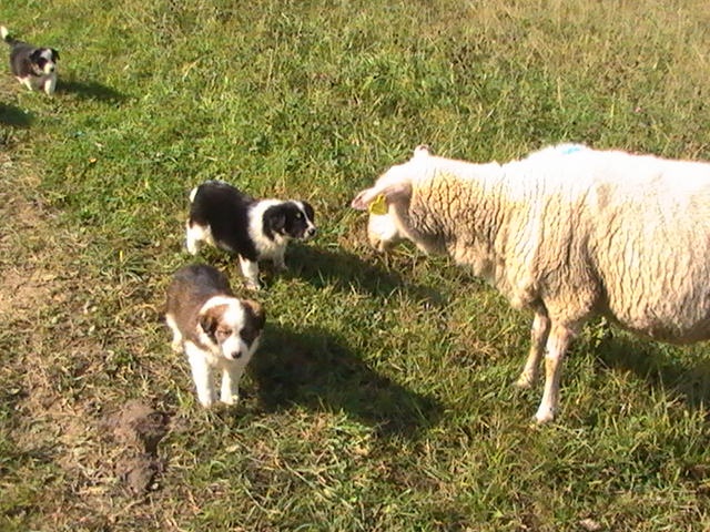 štěnatka border kolie - 3