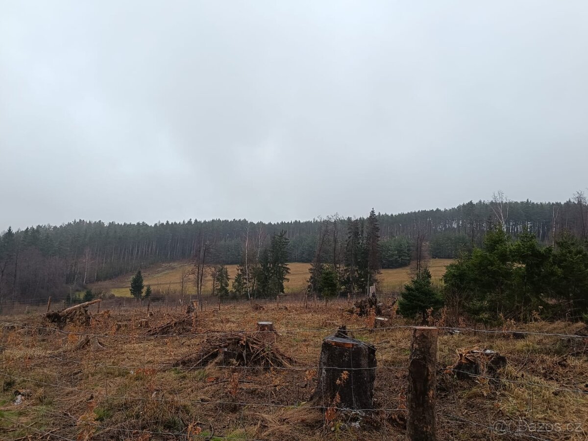 Prodej lesa na Šumavě - 3