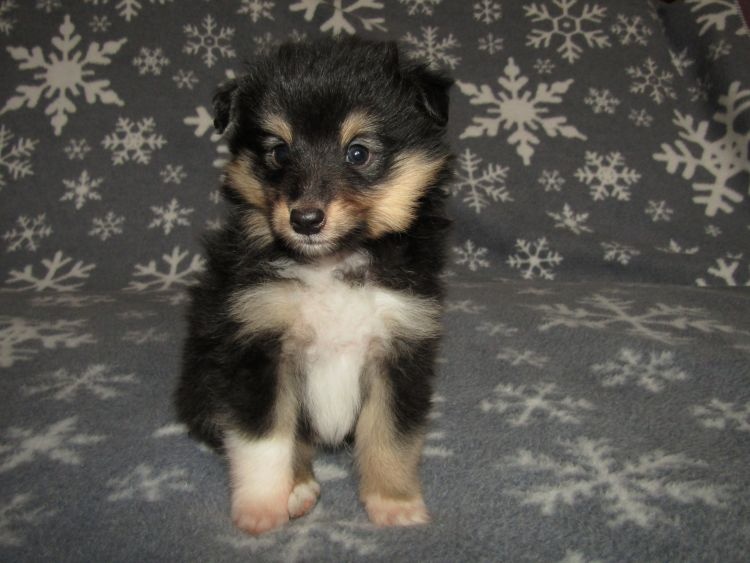 Sheltie/šeltie s PP - 3