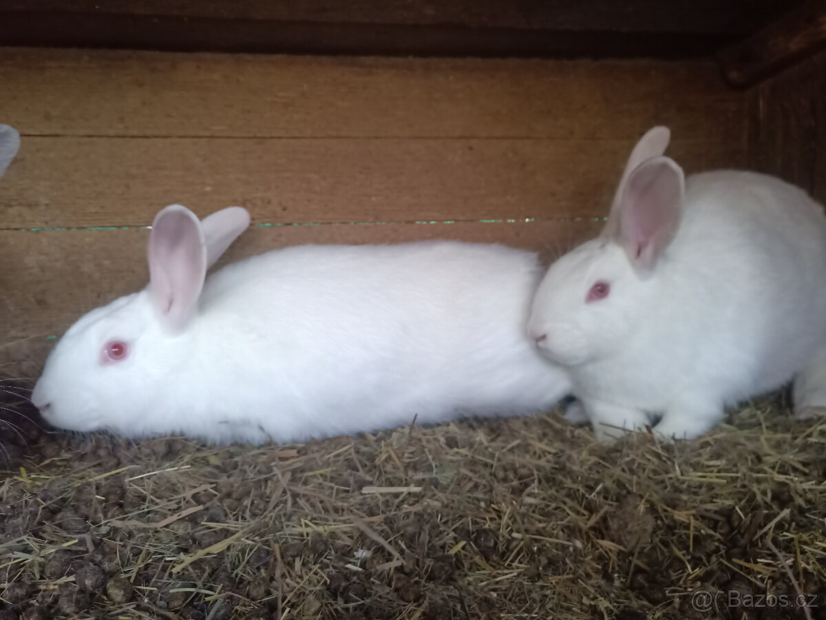 Brojlerový králík Hyla F1 - 3