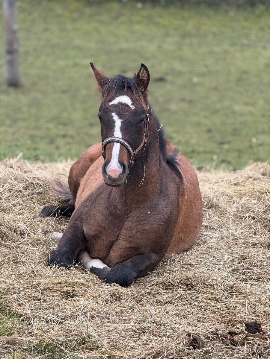 Quarter horse žrebec - 3