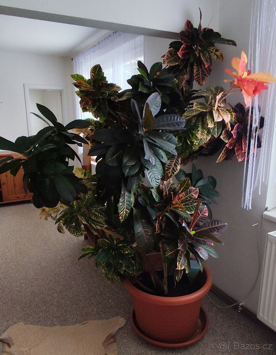 KROTON - pokojová rostlina - 3