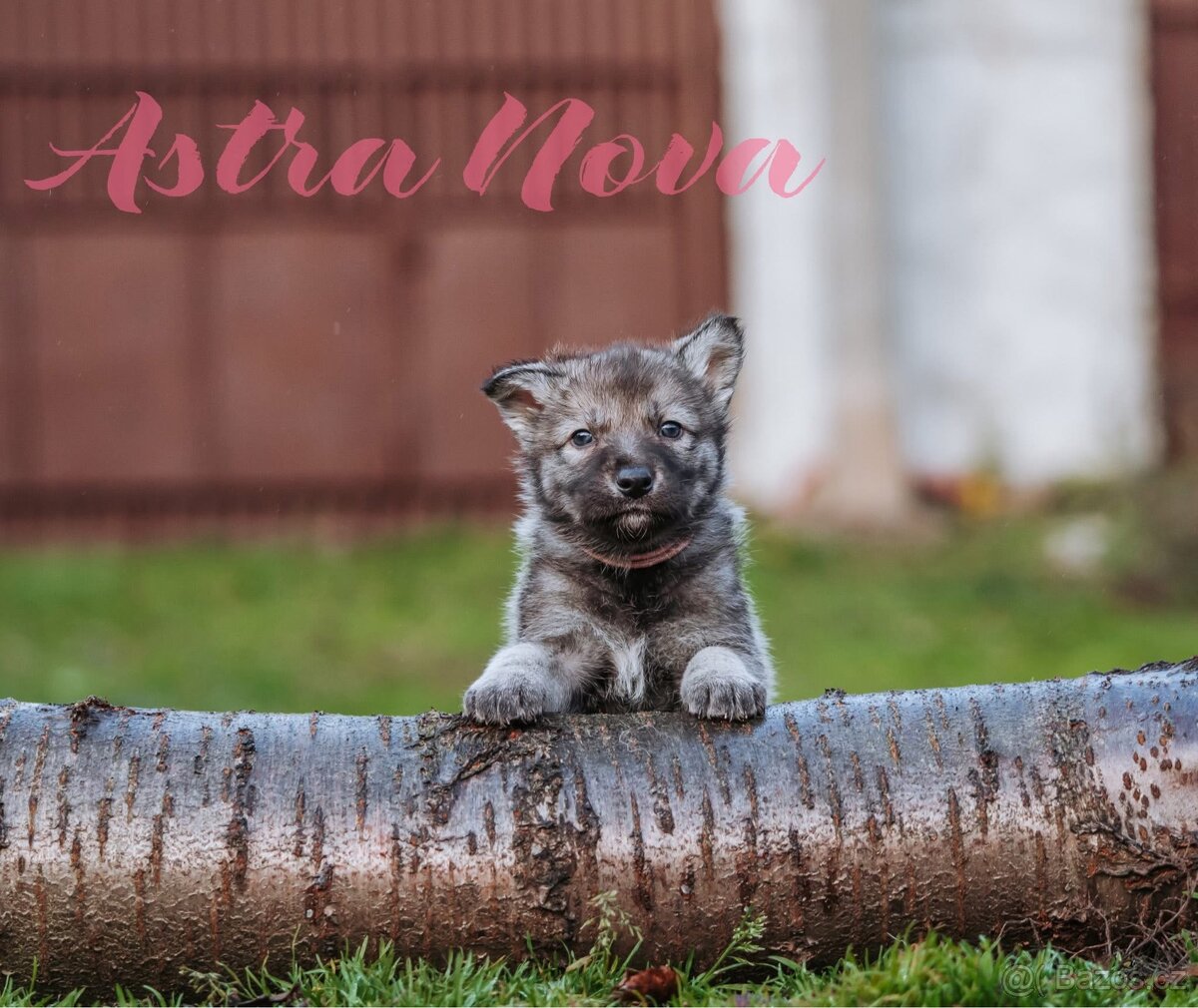 Saarloosův vlčák - štěňata na prodej - 3