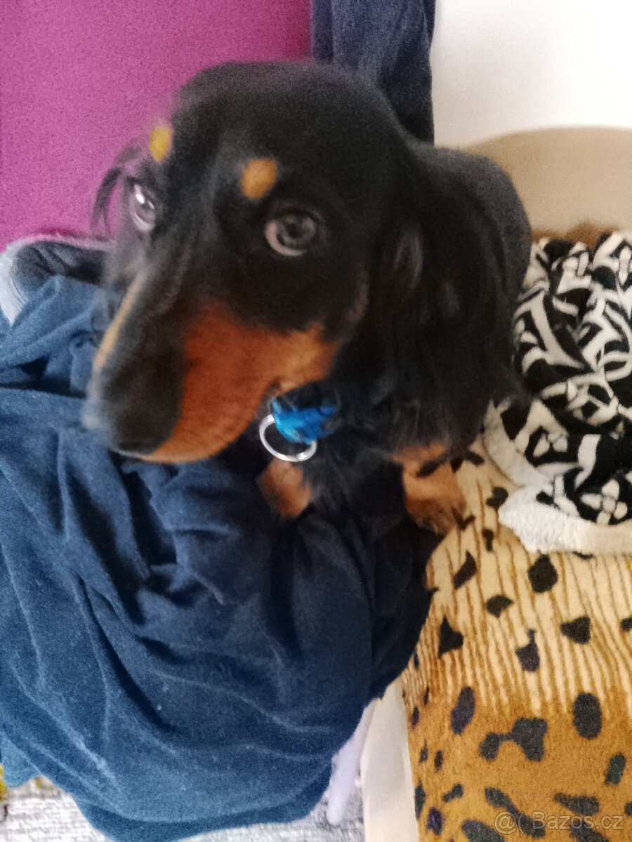 Jezevčík trpaslici - 3