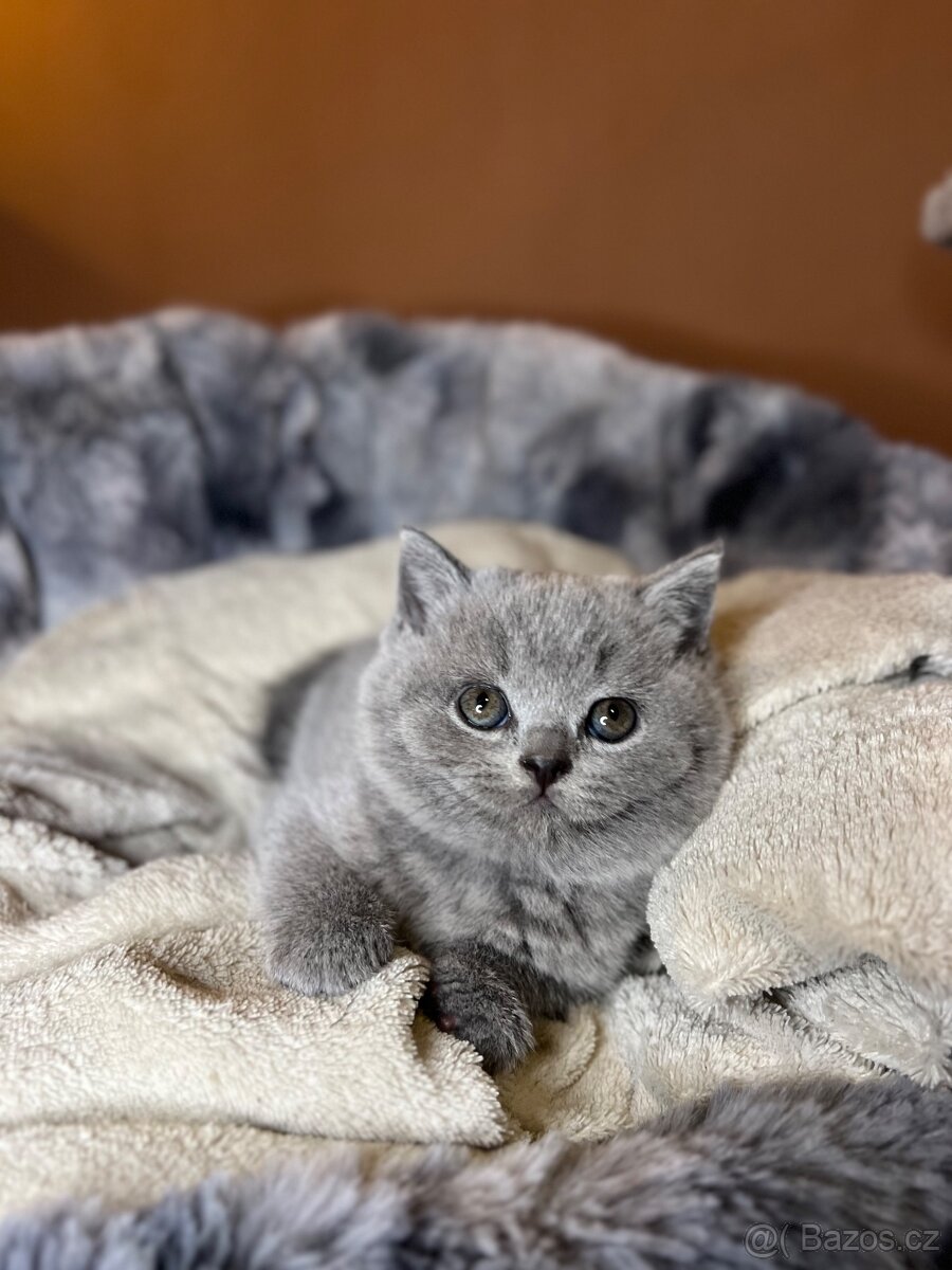 Krásná britská koťátka s PP - 3