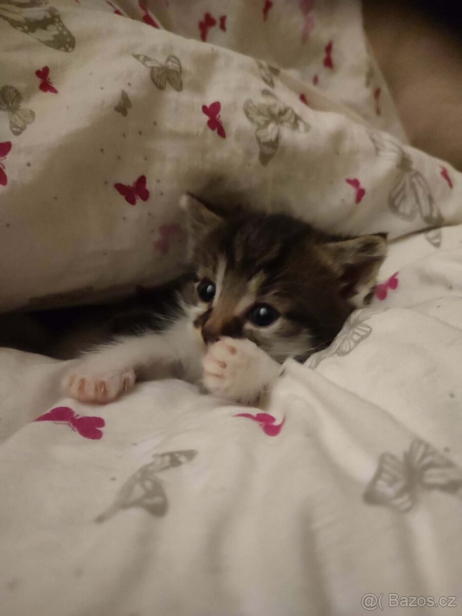 Dvouměsíční koťátko hledá domov 🏡 - 3