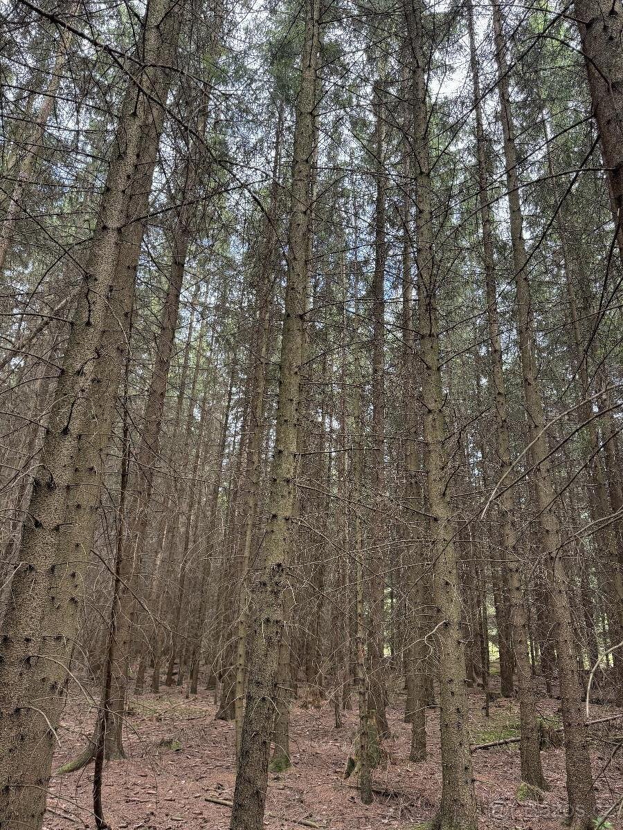 Prodám lesní pozemky v k.ú. Křenovice - 3