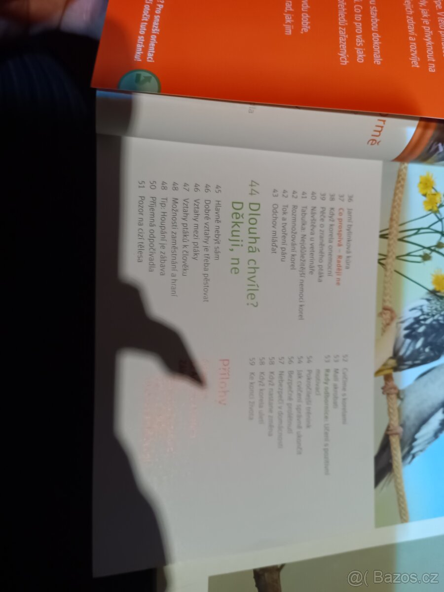 Korela cockatiel - 3