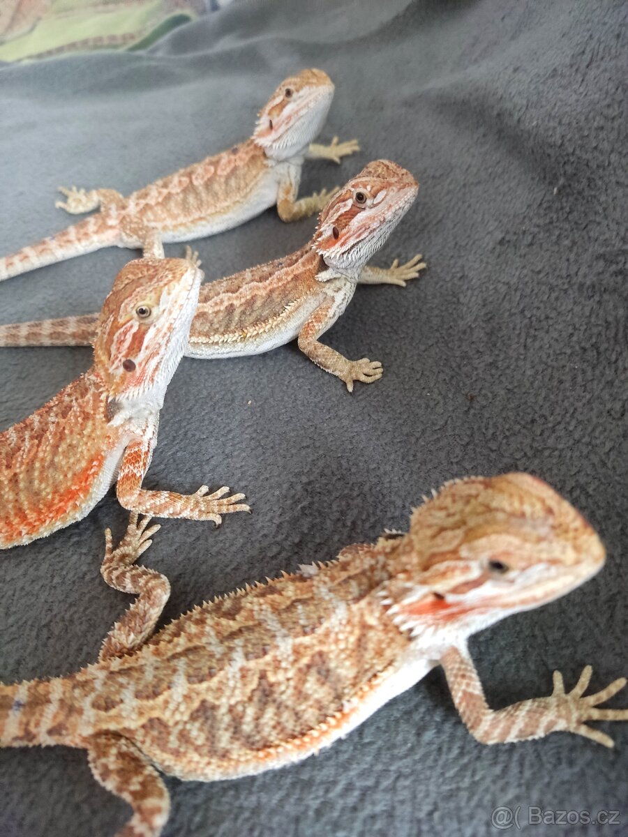 Agama vousatá - mláďata z vlastního chovu - 3