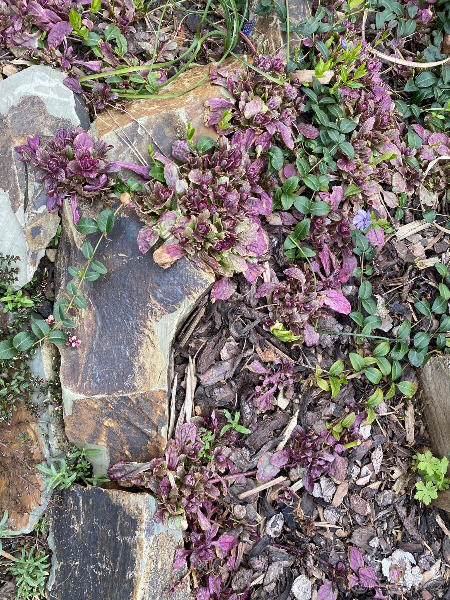 trvalka ajuga reptans-Zběhovec plazivý 'Burgundy Glow' - 3