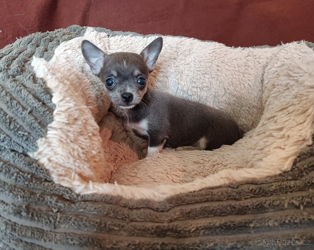 Čivava - štěňátka bez pp - 3