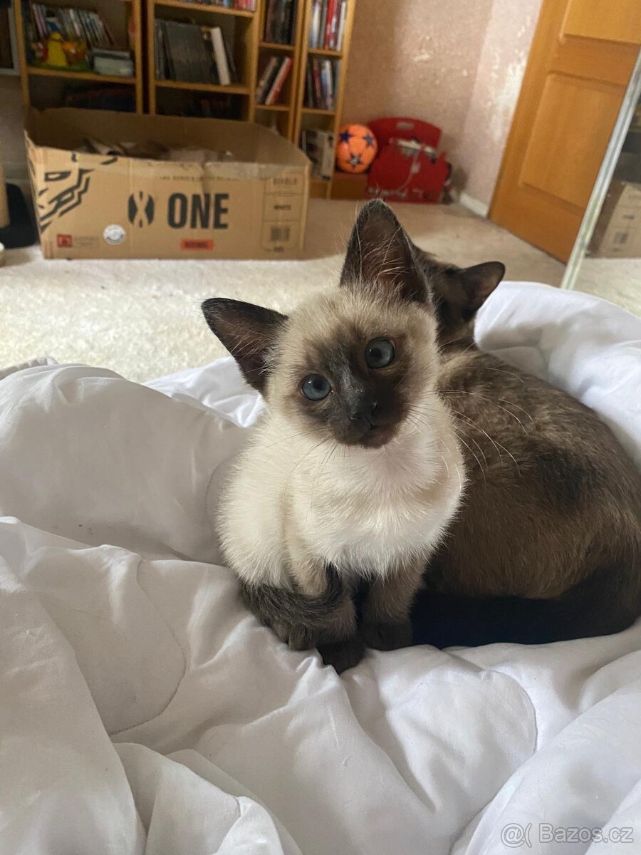 Siamska koťata bez PP - 3