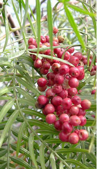 Sazenice růžového pepře - 3