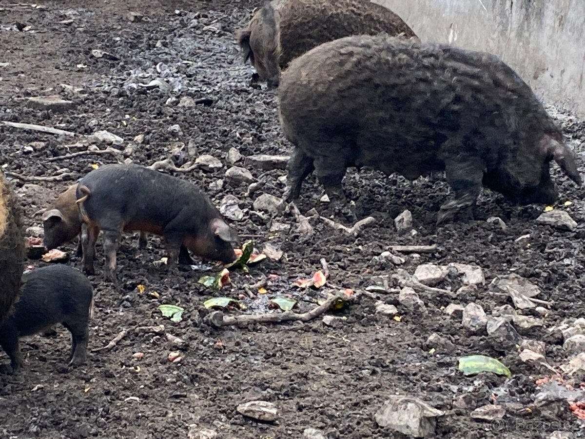 Čistokrevna Mangalice - 3