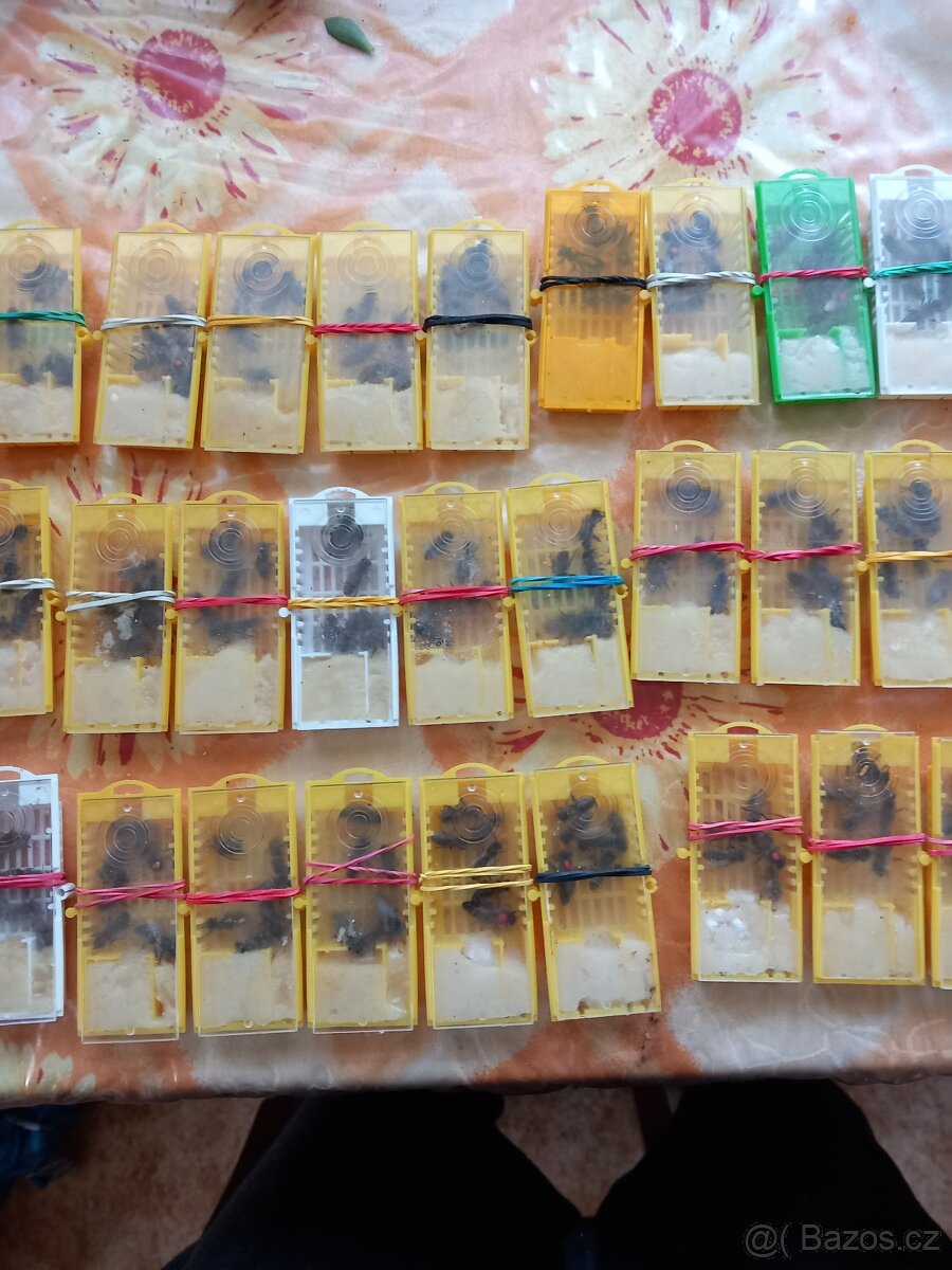 Včeli matky Singer F-1 2026 - 3