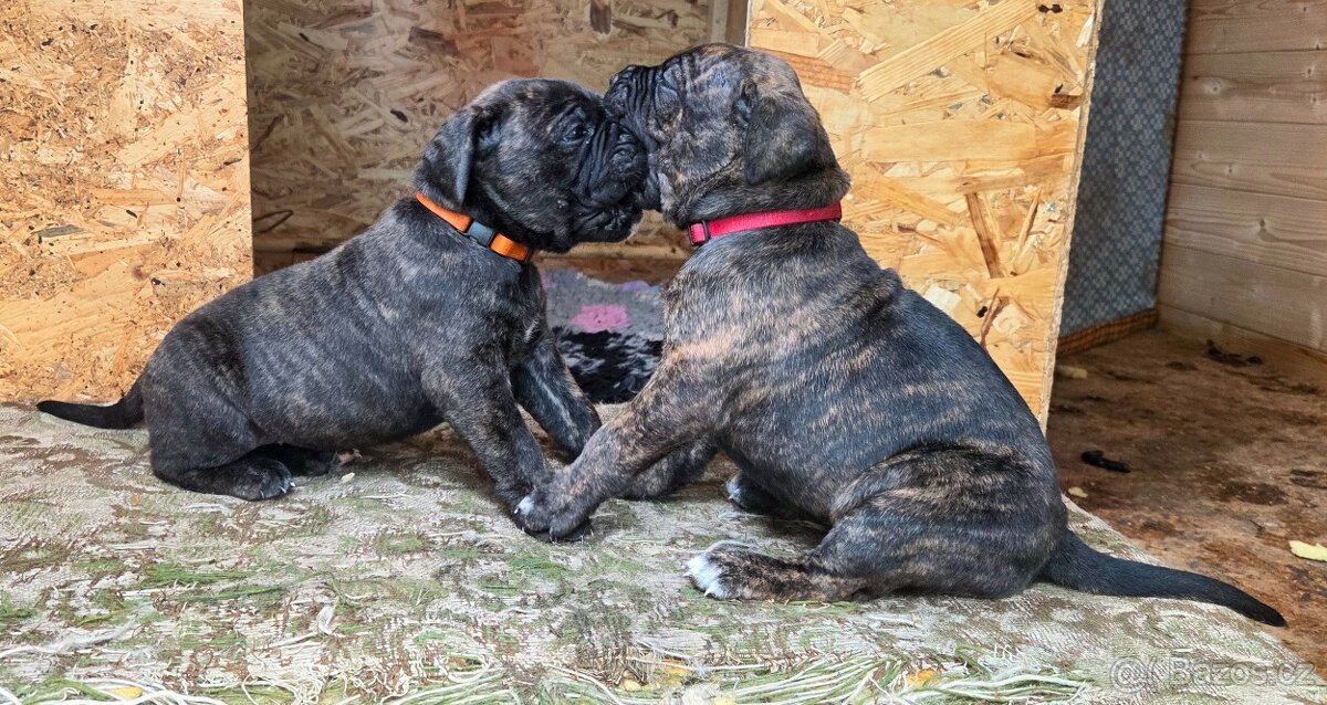 Cane corso s PP - 3