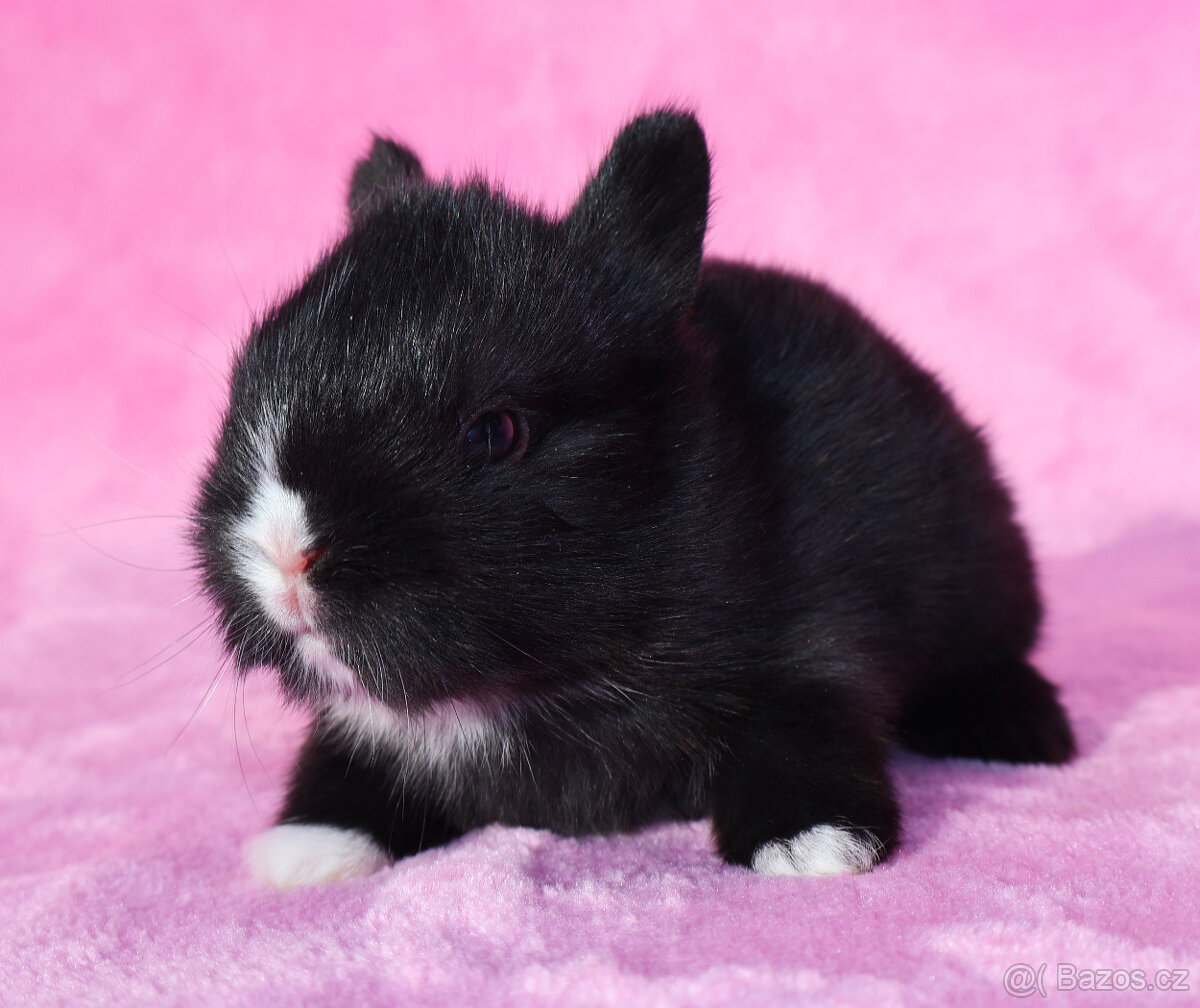 Zakrslý králíček , maličký krátkouchý sameček . - 3