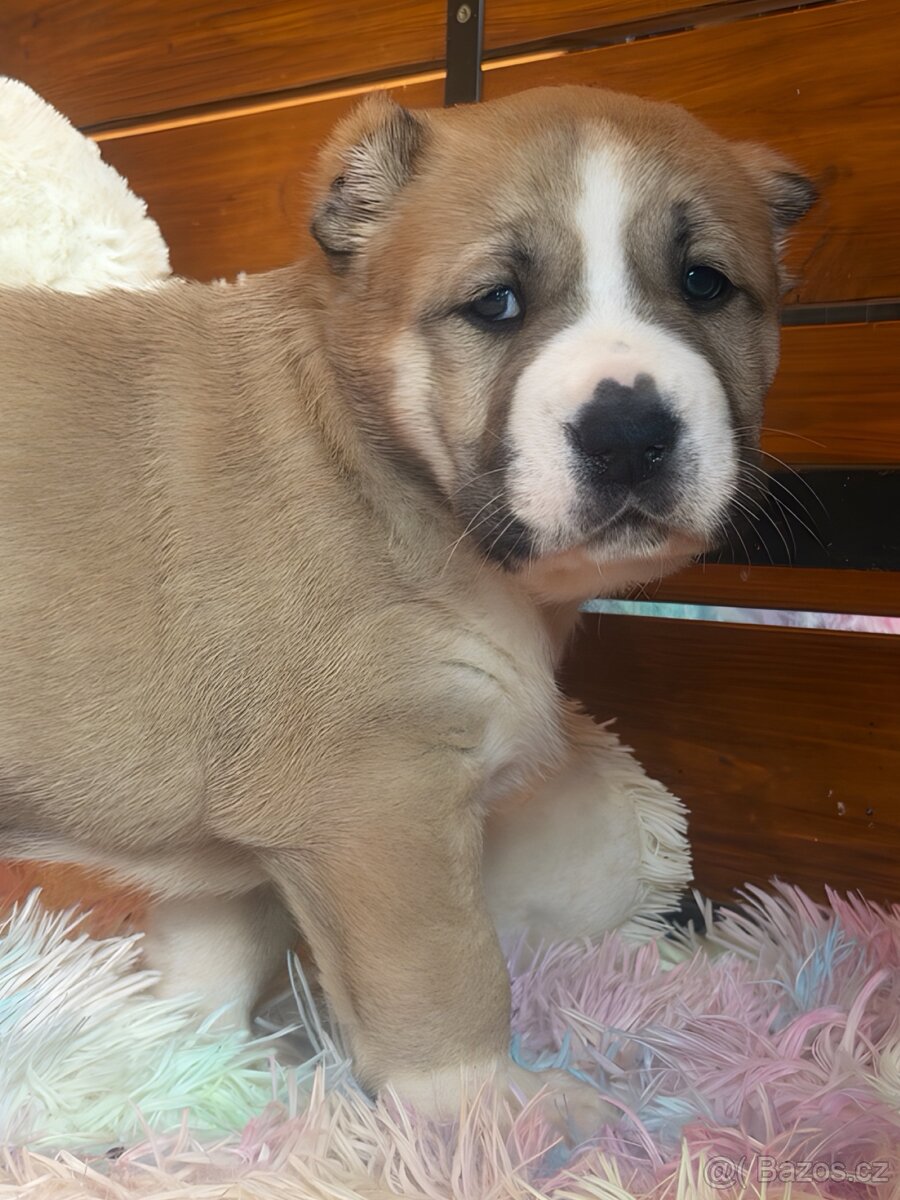 Středoasijský pastevecký pes štěňátka - 3