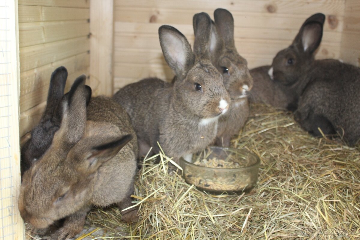 Vídeňský králík - 3