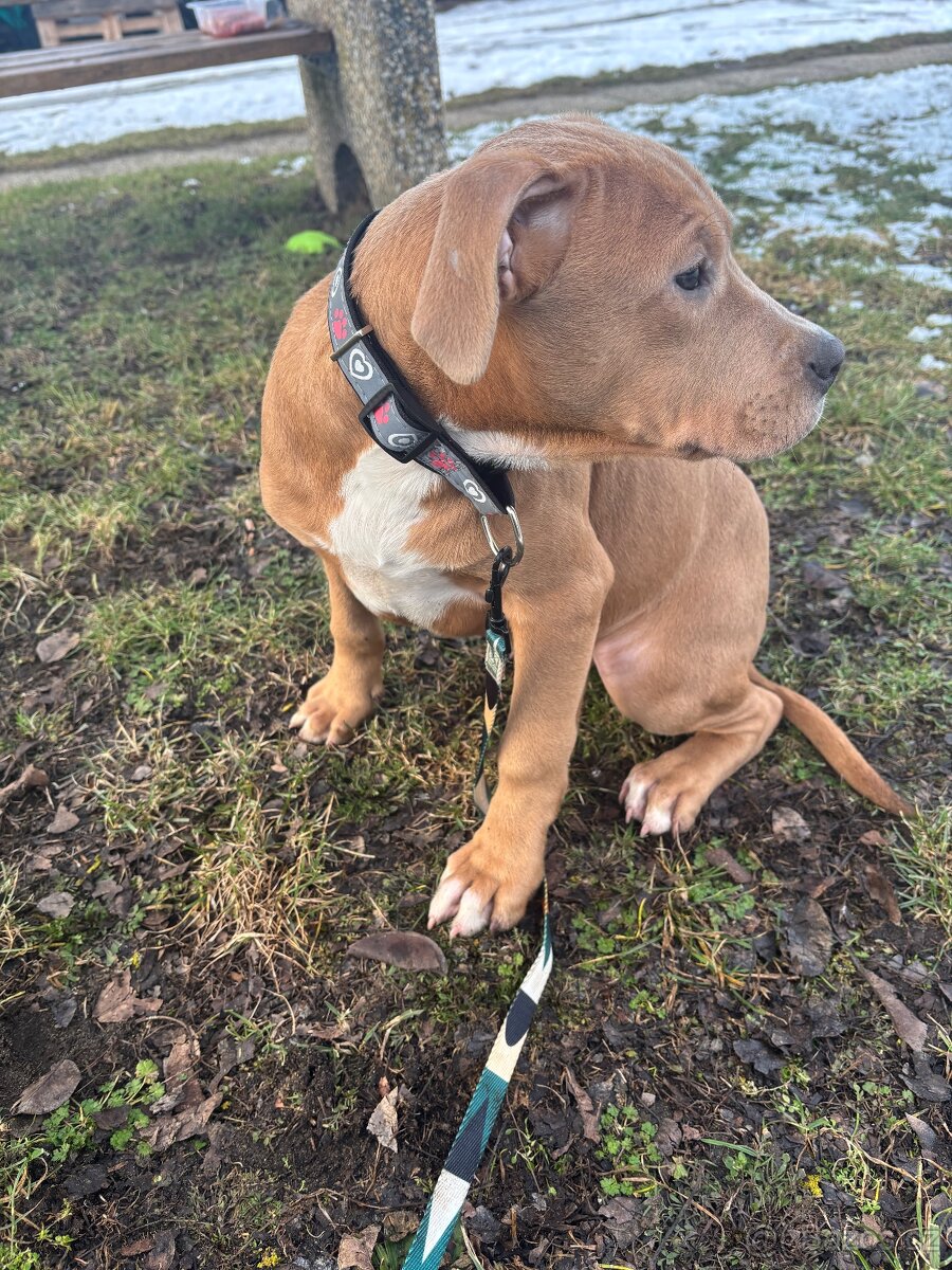 Americký stafordsirsky terier, Stafford, amstaf - 3