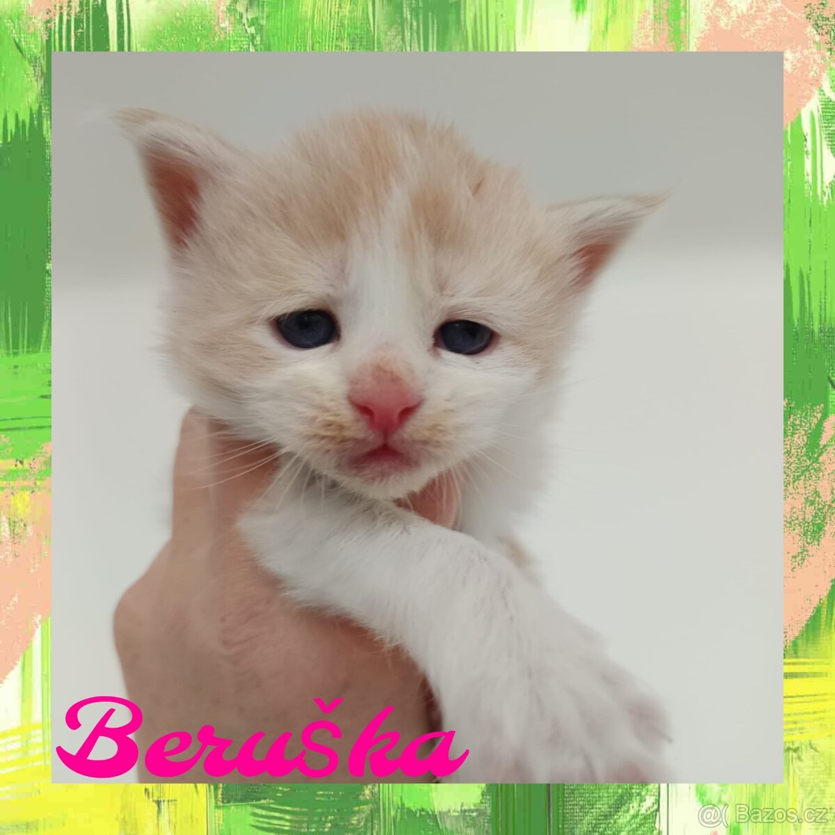 Mainská Mývalí bez PP - 3