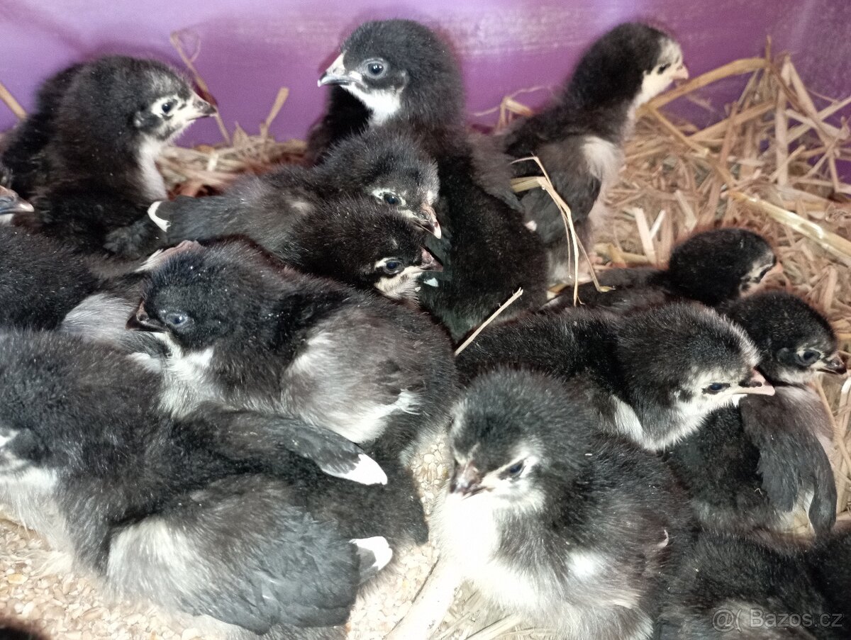 Nasadova vejce marans Brno - 3