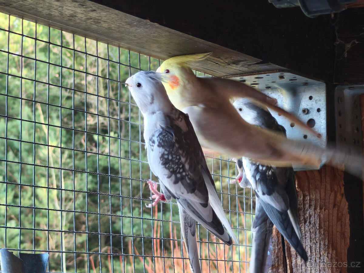 Korela chocholatá - 3