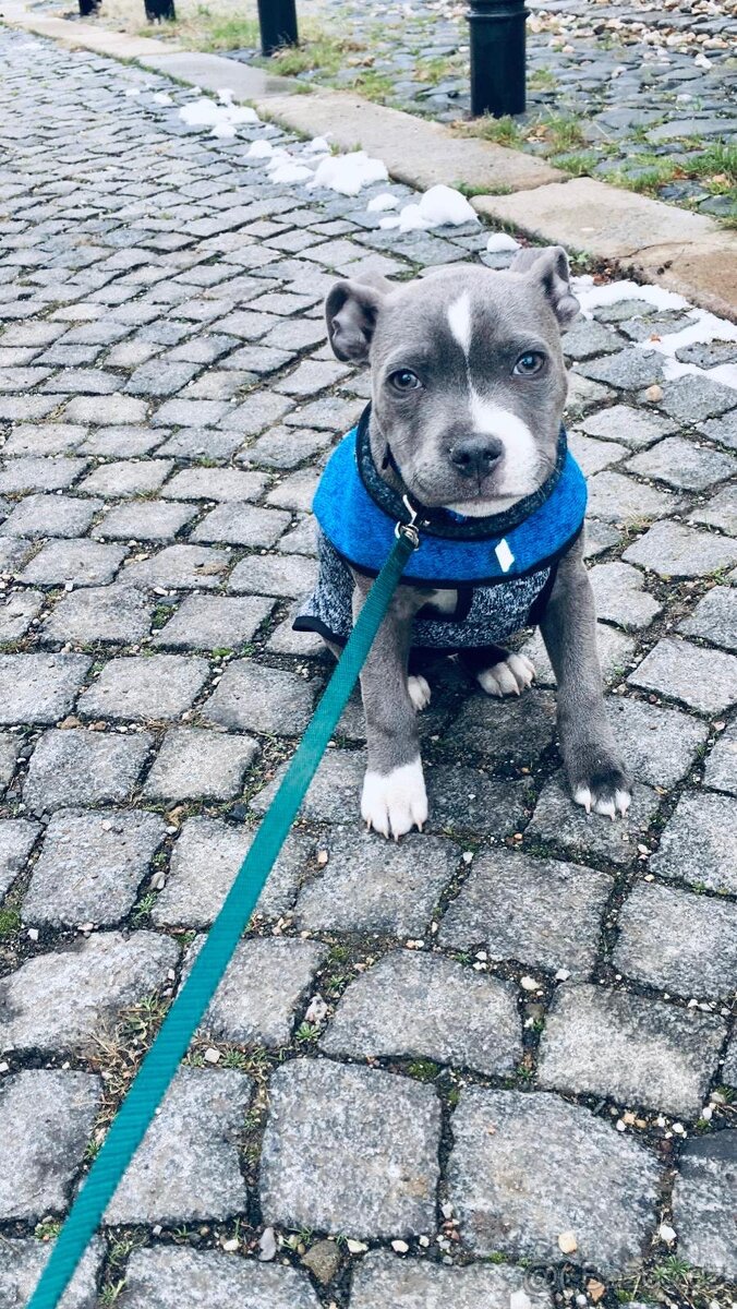 Svetřik pro psy - 3