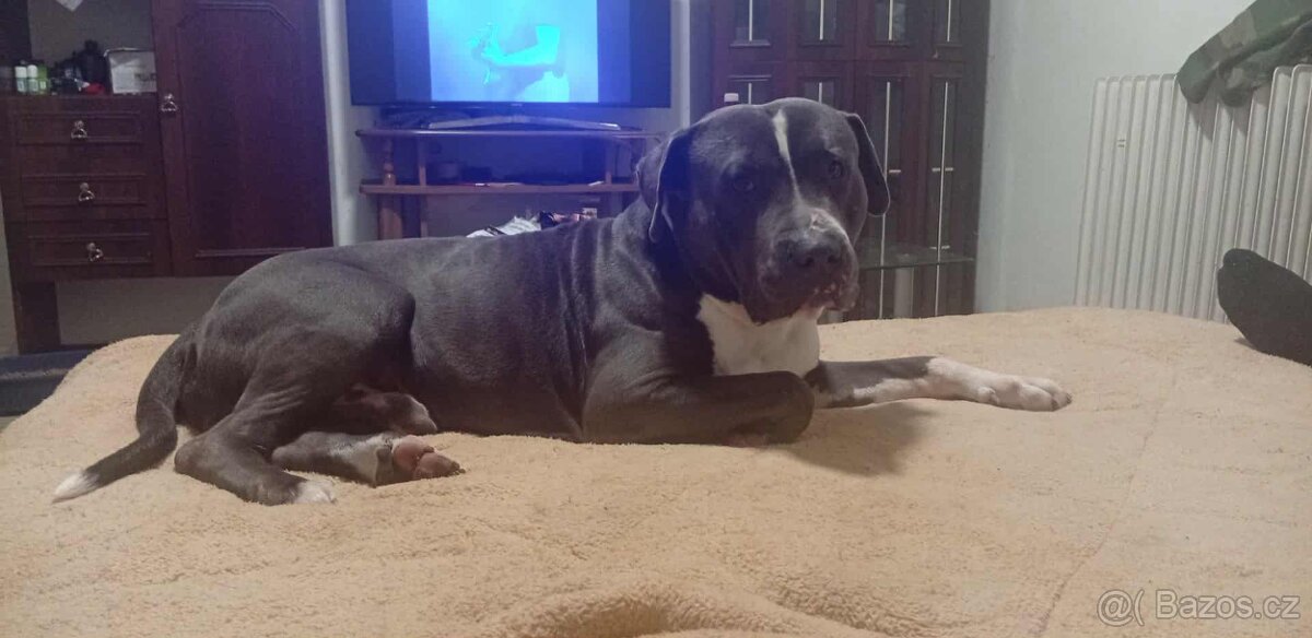 Americký stafordšírský teriér - 3