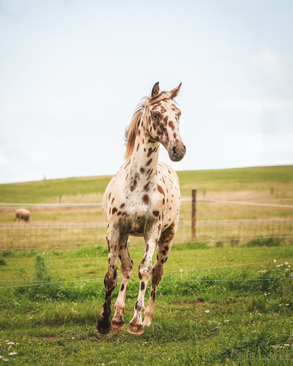 Nádherná klisna sportovního knabstruppera - 3
