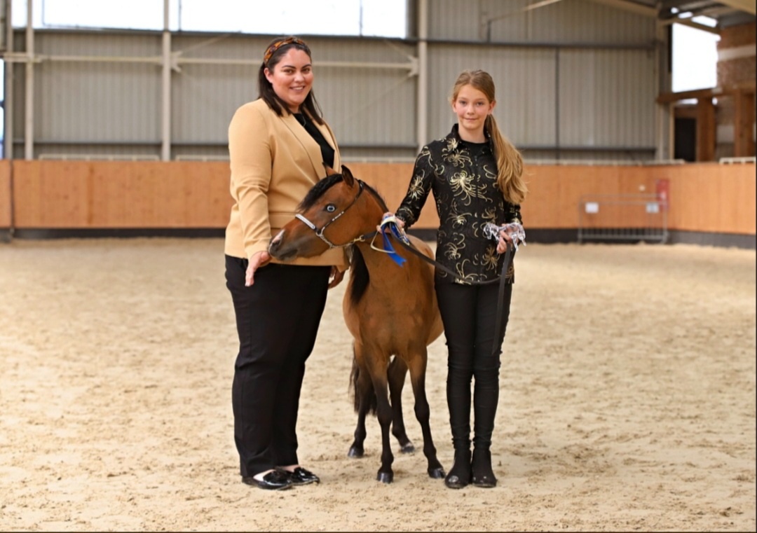 Minihorse klisna - 3