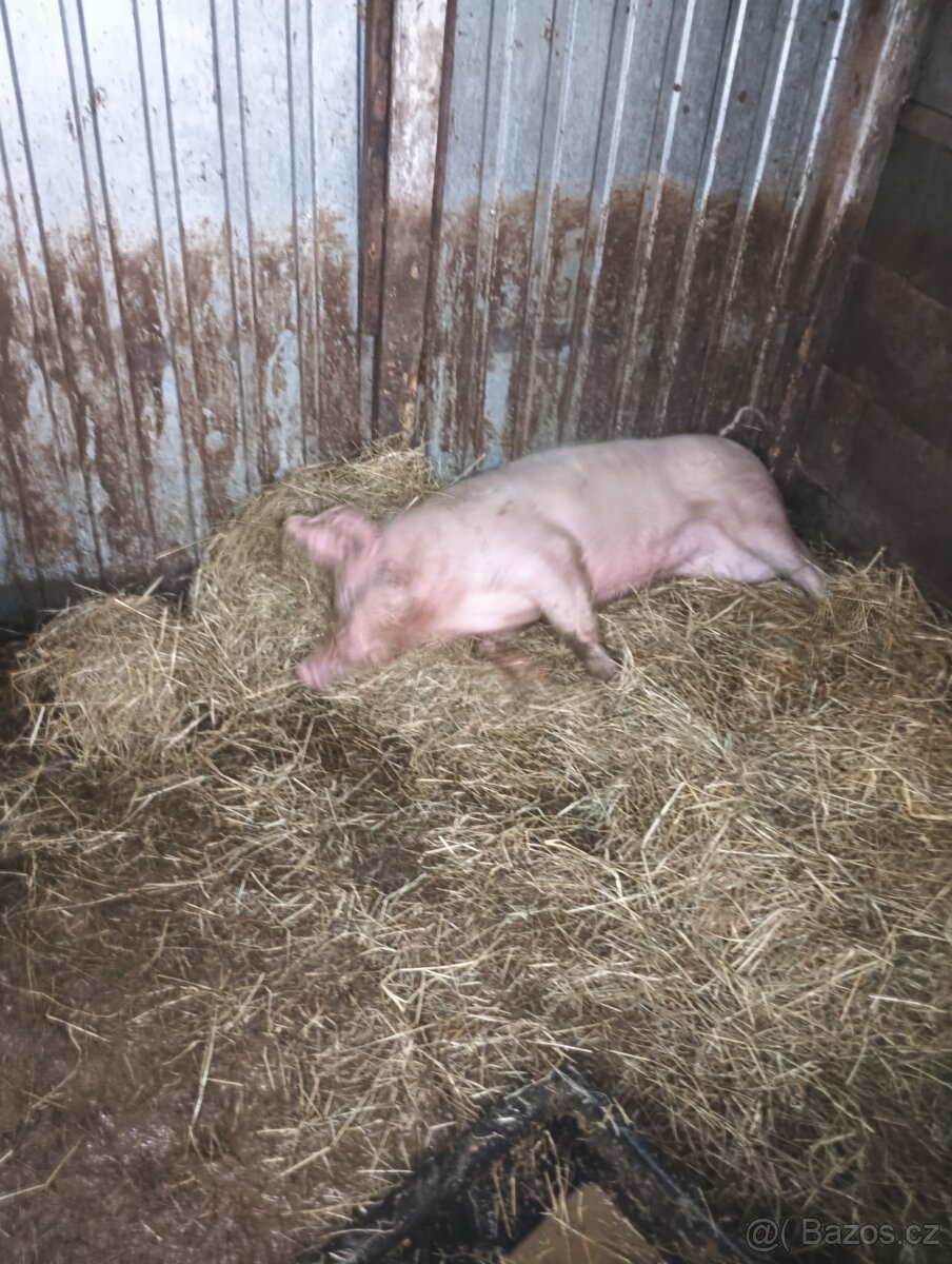 Prodám prase - 3