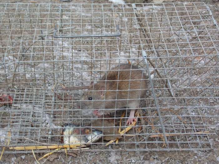 Past na malé potkany - 3