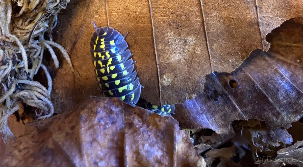 Armadillidium gestroi - 3