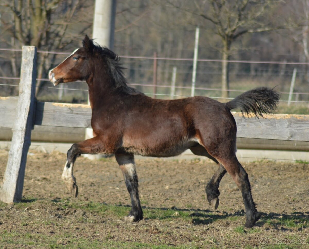 Welsh cob- hřebeček - 3