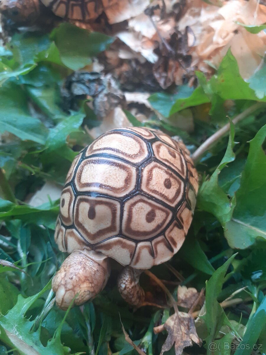 Želva pardali mláďata - 3