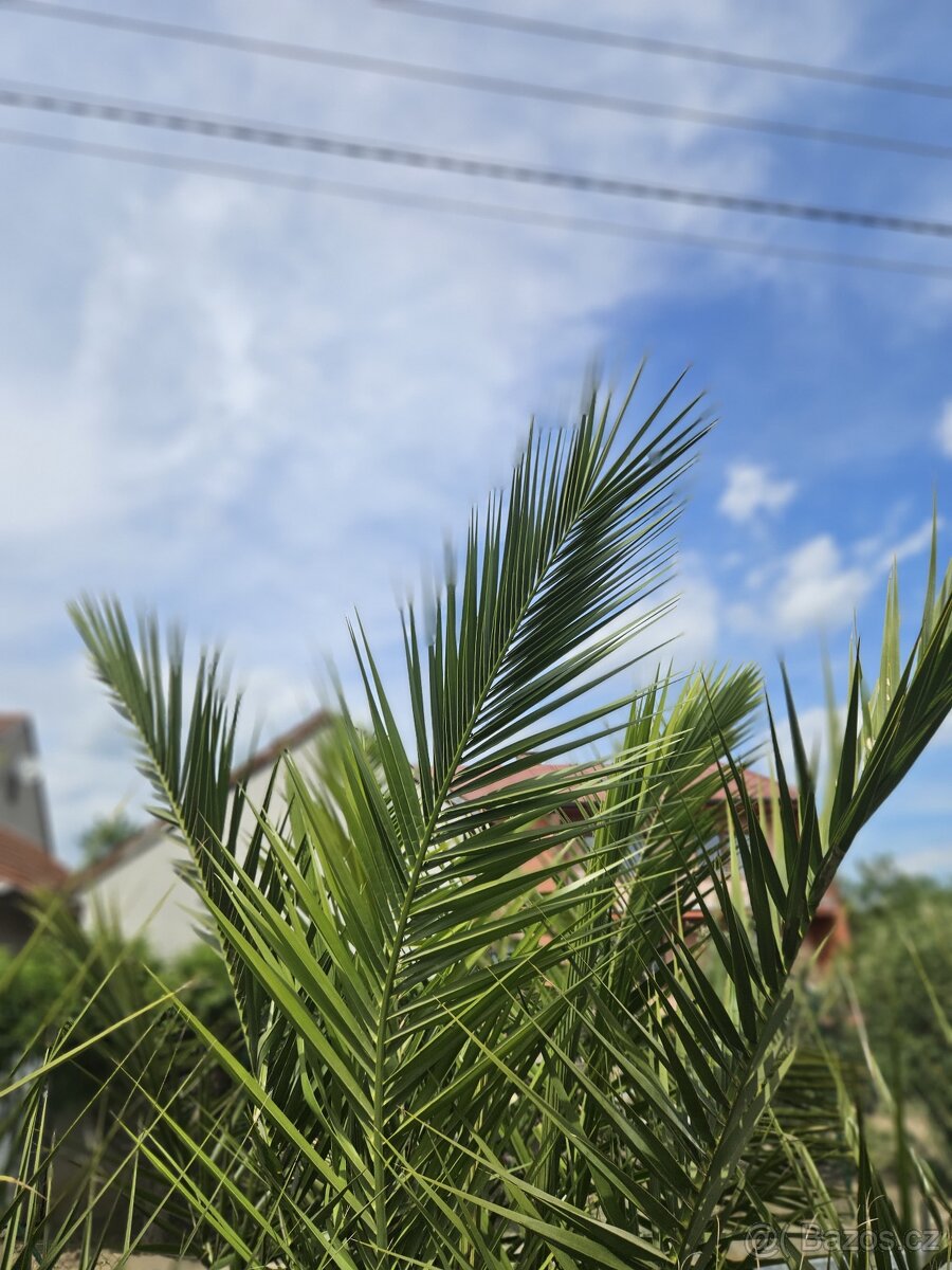 Palma - 3