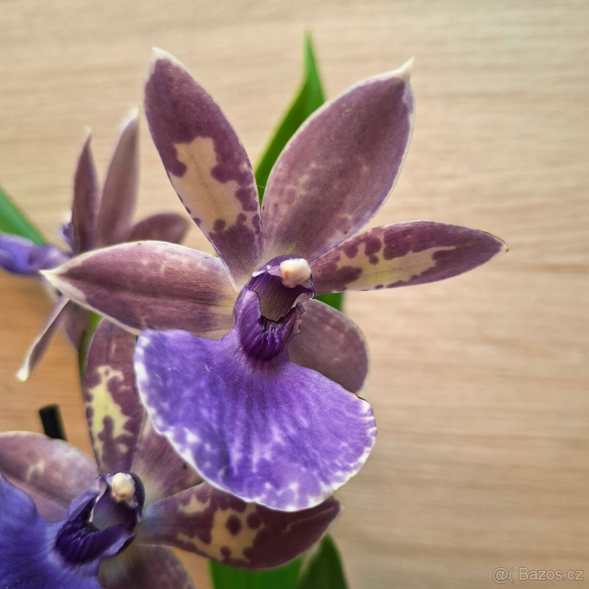 Zygopetalum Blue - 3