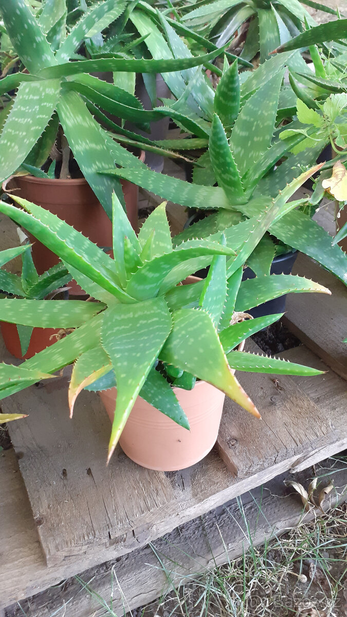 Aloe Vera - 3