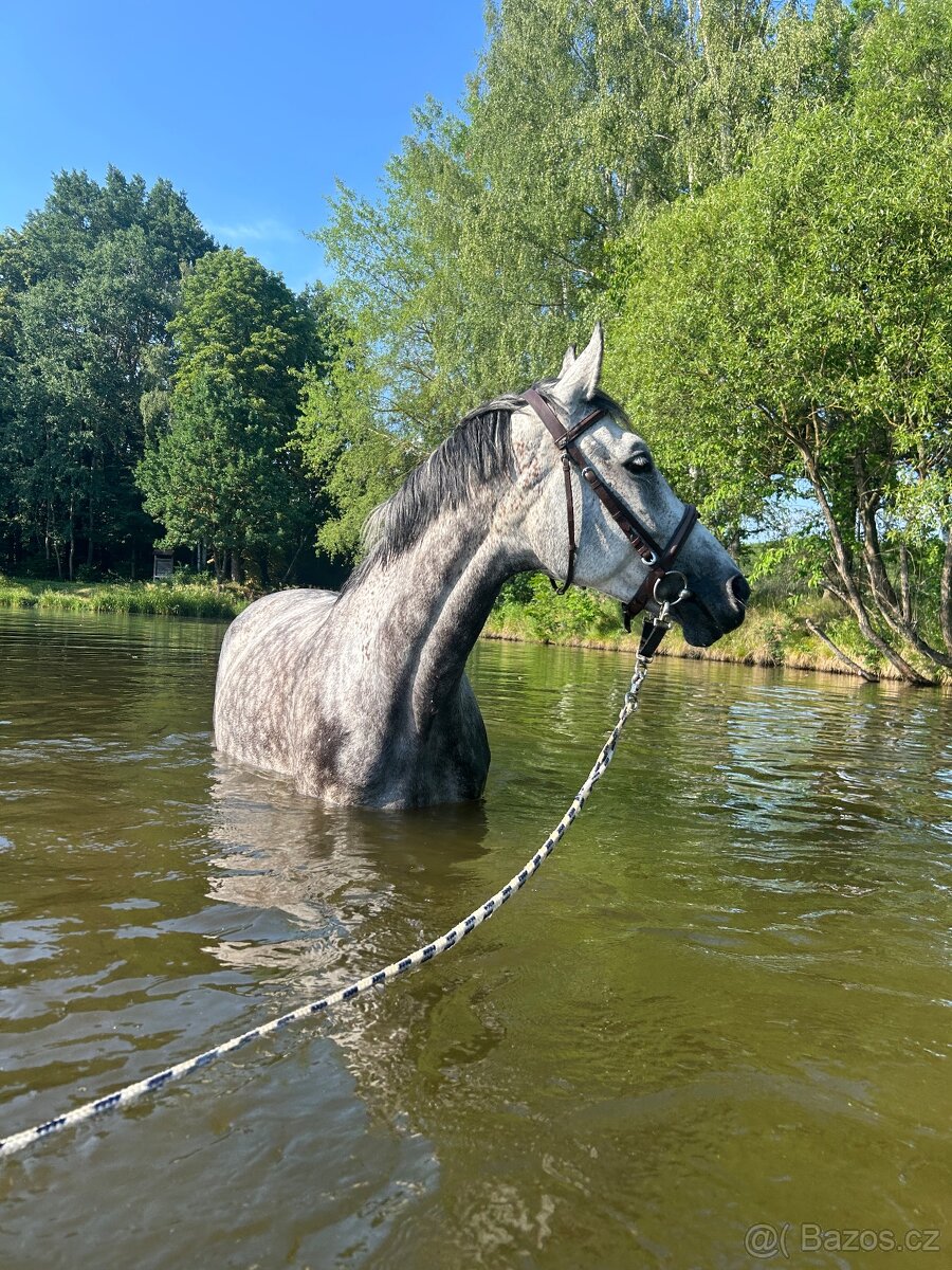 Osmiletá klisna - 3