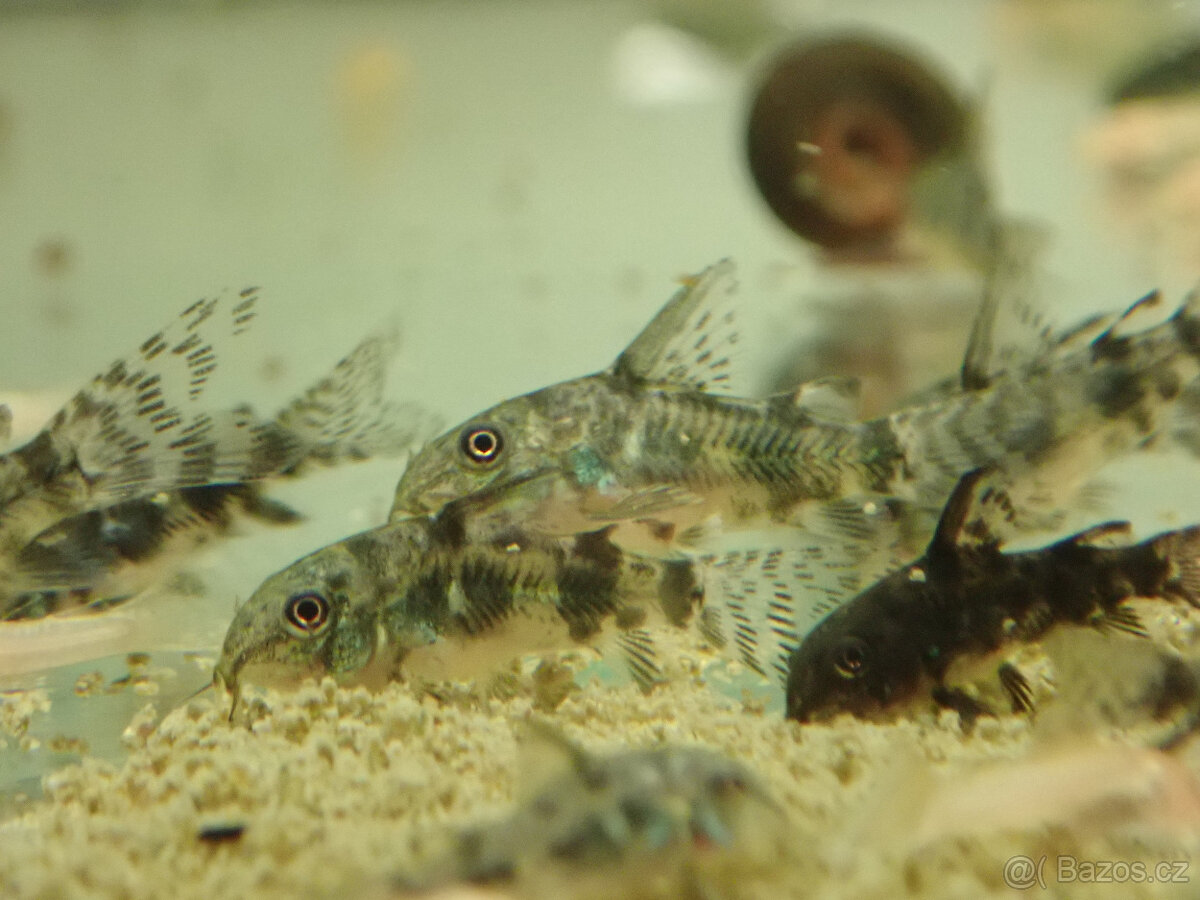 Pancéřníček skvrnitý - 3