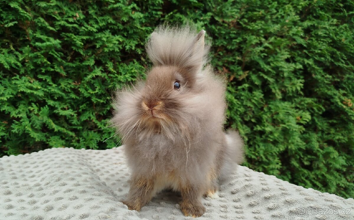 Zakrslý králík, králíček -(lvíček)-NATANIEL - 3